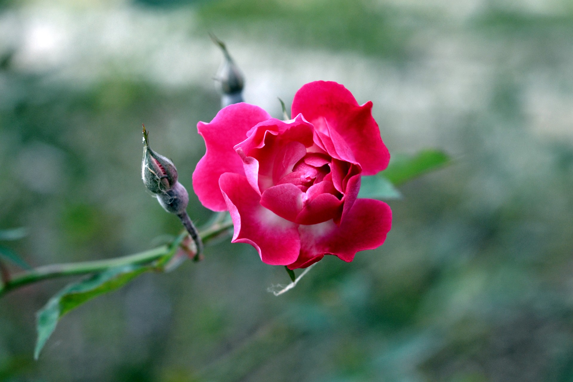 Pink Points on the Valentine Rose